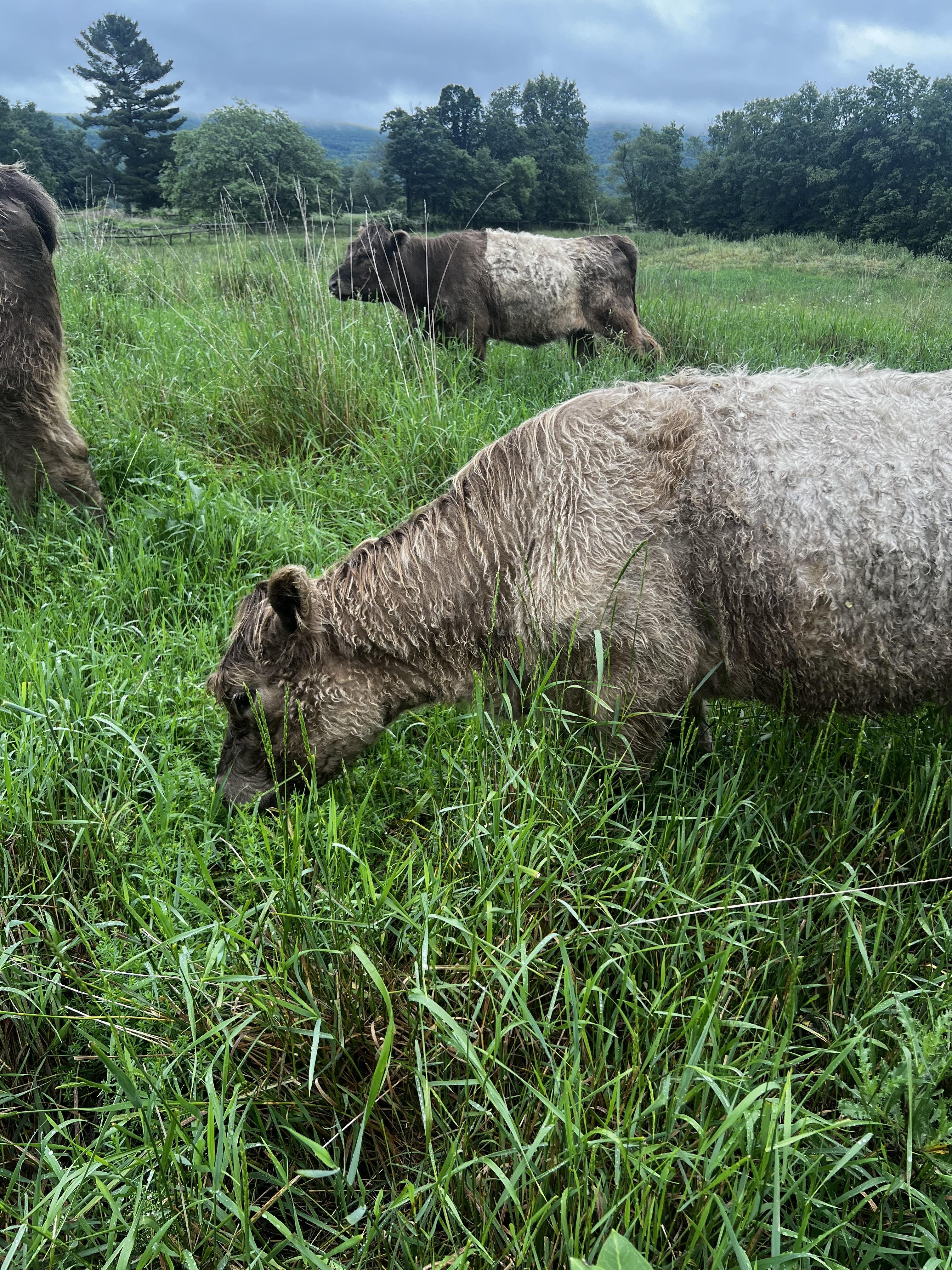 Working groups research