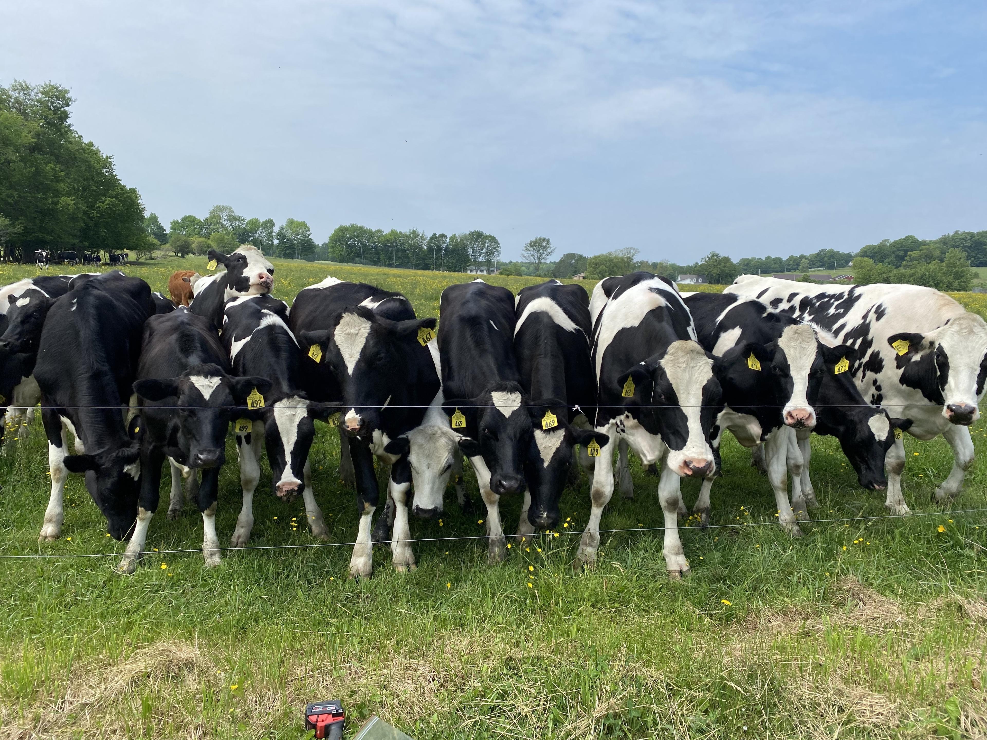 Fit-for-purpose Models