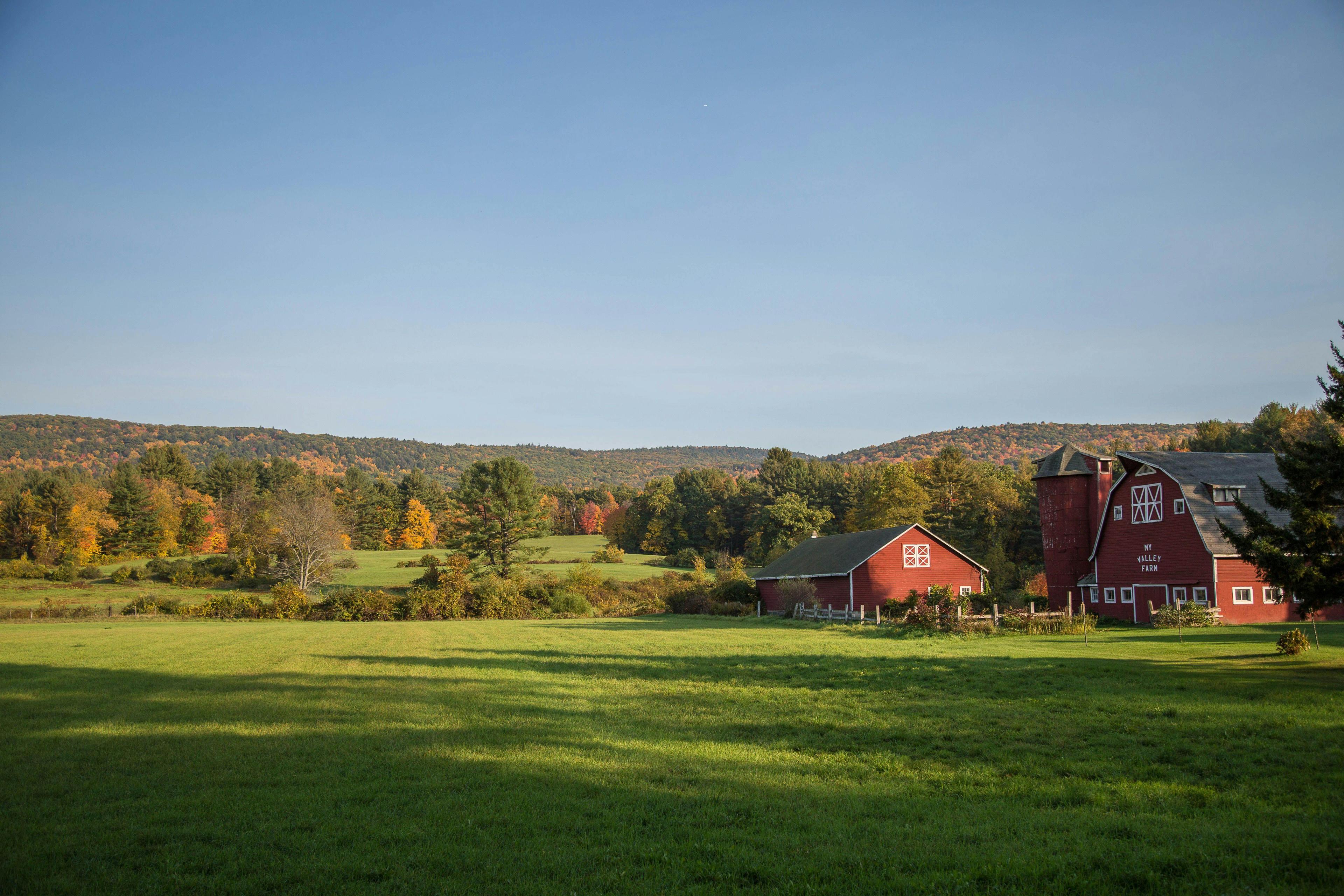 Grazing landscape